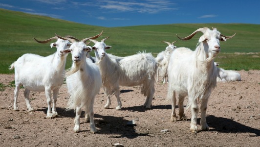 Cashmere-goats.jpg Cashmere-goats.jpg
