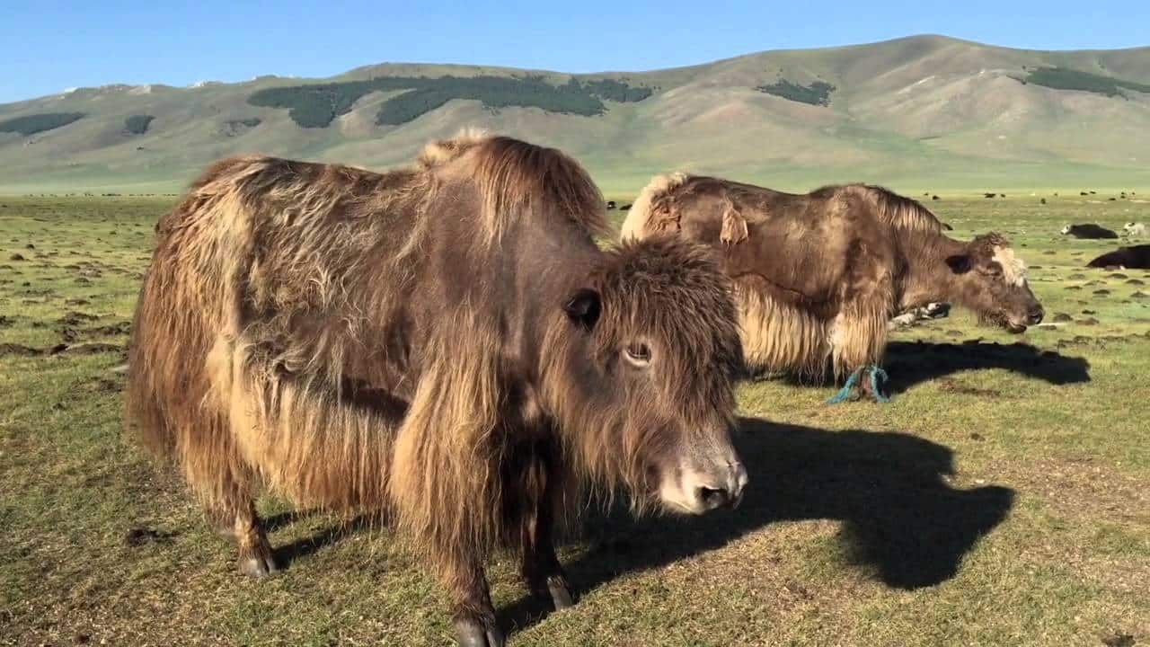 як монголия